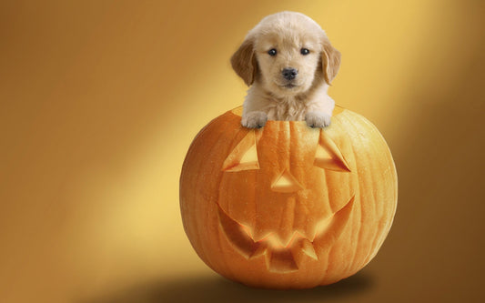 Benefits of Pumpkin Peanut Butter Dog Treats